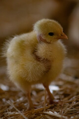 poussin debout © Adele