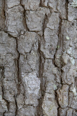 &eacute;corce de ch&ecirc;ne 