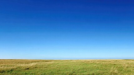 Fototapeta premium Open Grass Field Sits Under a Clear Blue Sky With a Low Horizon Line and a Large Space Above