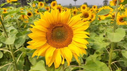 Obraz premium Sunflower garden