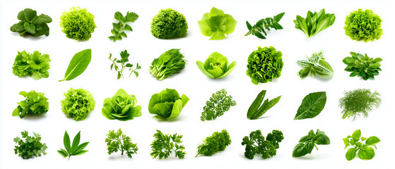 Fototapeta premium Assorted green herbs and leafy vegetables on white background 