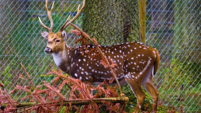 Close up of an axis deer buck standing in the forest and watching on a sunny autumn day