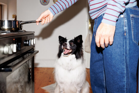 Dog watches owner cook
