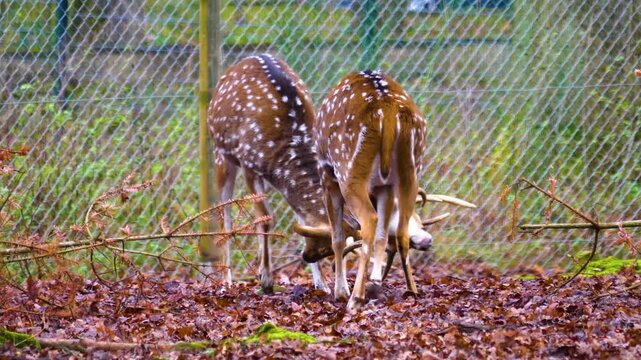 Close up of two axis deer buck fighting in the forest ona cloudy autumn day in slow motion