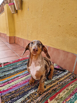Dachshund sitting on a colorful rug