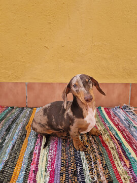 Dachshund sitting on a colorful rug