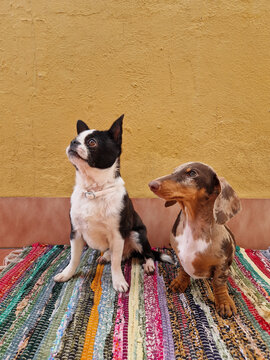 Dogs waiting for owner for food