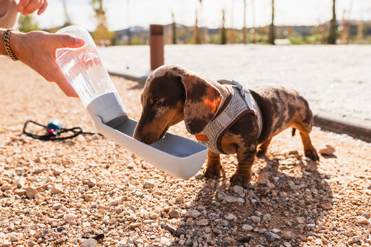 Dachshund puppy drinking water