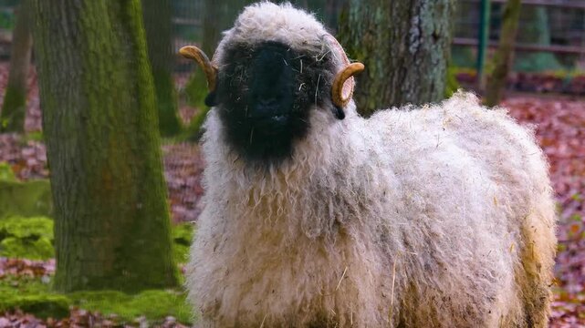 Close up of a black nose sheep head in the forest on a cloudy autumn day looking and chewing