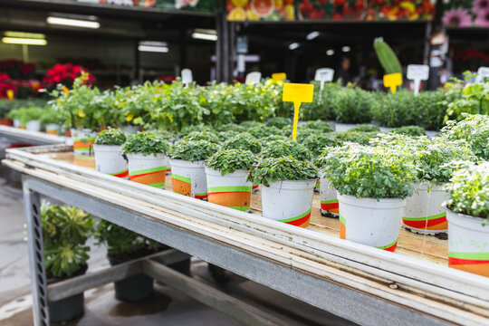 Rows of potted seedlings on nursery table