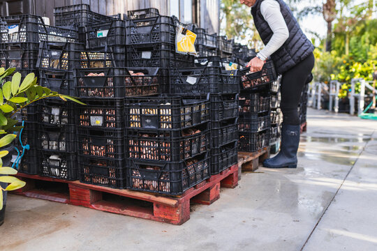 Woman lifting produce crate in nursery
