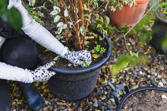 Gardener weeding potted plant