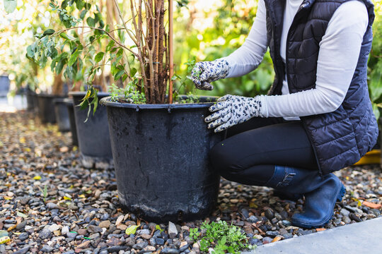 Gardener weeding potted plant