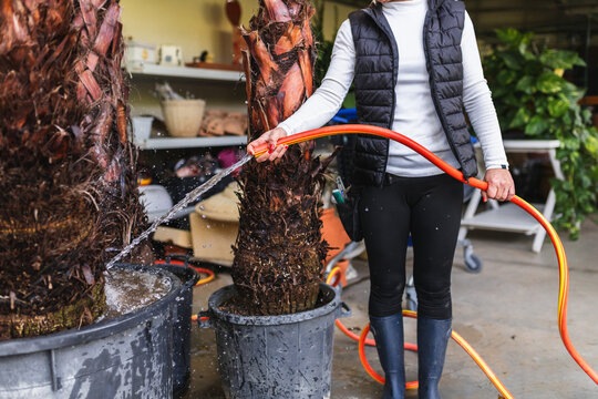 Watering Palm Trees in Nursery