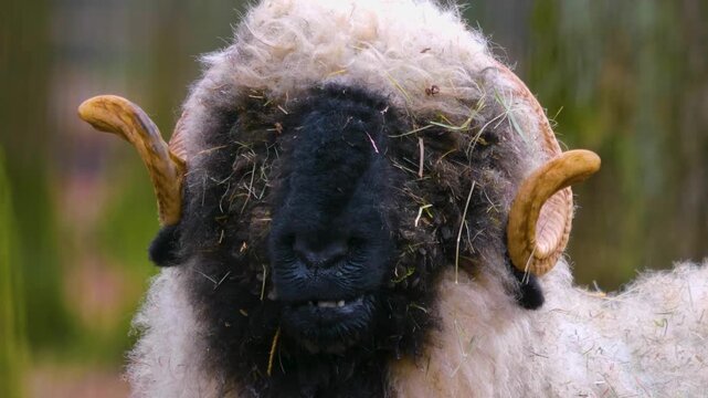 Close up of a black nose sheep head in the forest on a cloudy autumn day looking and chewing