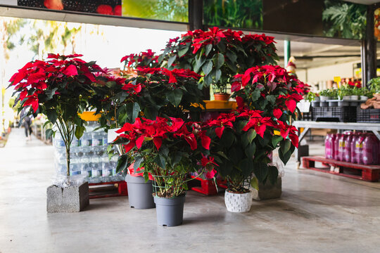 Poinsettia plants in garden center