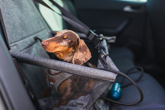 Dachshund traveling in a car
