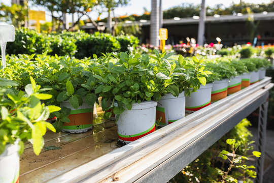 Potted Herbs on Nursery Shelves