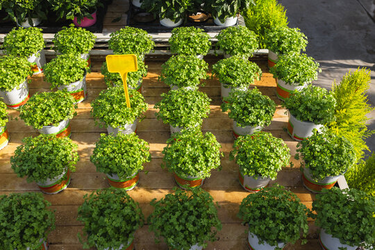 Organized Rows of Potted Greenery