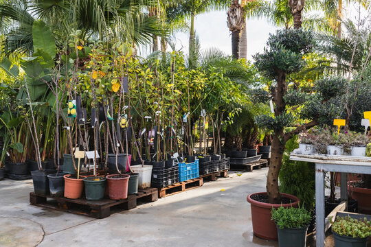 Outdoor Garden Center Nursery Trees