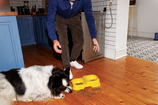 Voracious dog