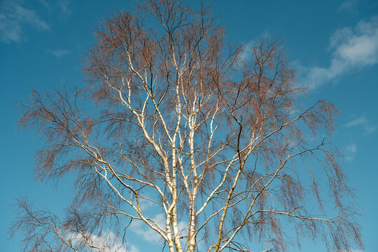 Tall Silver Birch Against Blue Sky
