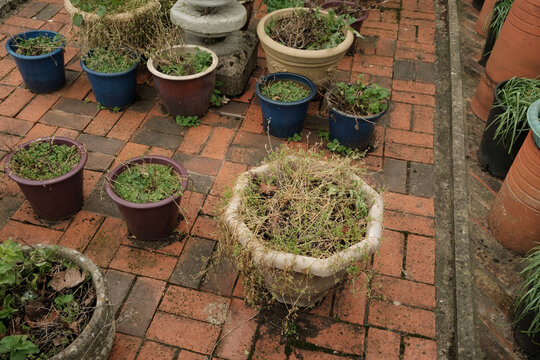 Assorted Garden Pots on Brick Patio