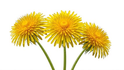 Obraz premium Three yellow dandelion flowers on transparent background
