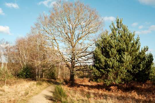 Leafless Oak and Evergreen Trees in Woodland