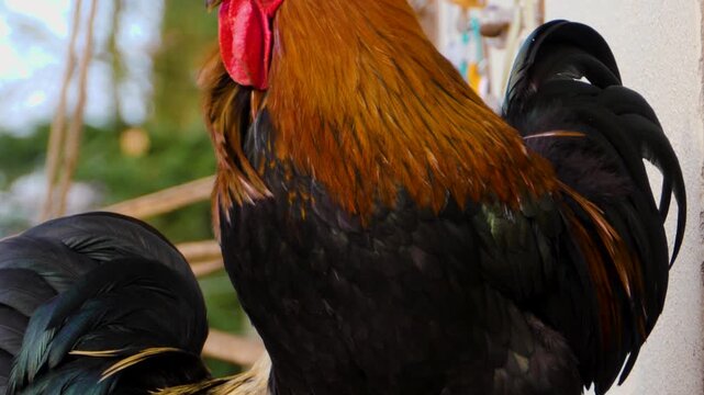 Close up of a male rooster chicken standing around a farm on a sunny autumn day looking aorund
