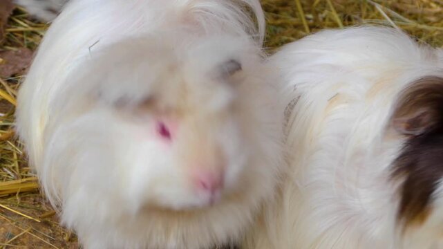 Close up guinea pigs moving around the ground ina backyard on a cloudy autumn day