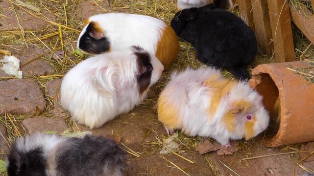 Close up guinea pigs moving around the ground ina backyard on a cloudy autumn day
