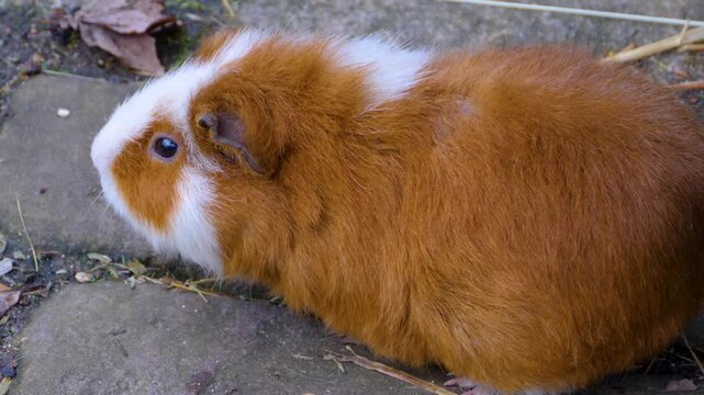 Close up guinea pigs moving around the ground ina backyard on a cloudy autumn day