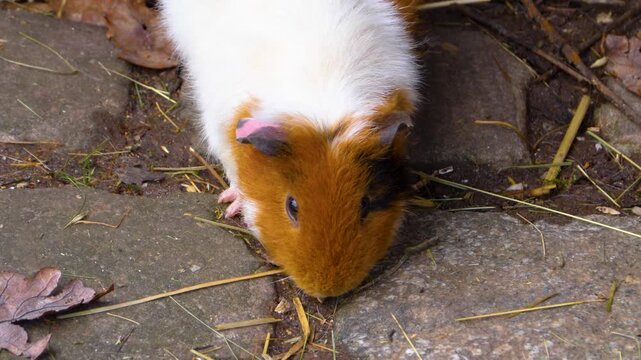 Close up guinea pigs moving around the ground ina backyard on a cloudy autumn day