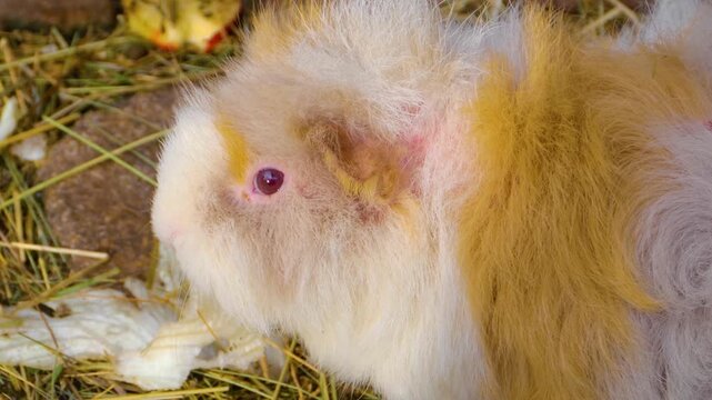 Close up guinea pigs moving around the ground ina backyard on a cloudy autumn day
