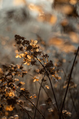 Suche kwiaty hortensji w ciepłym świetle porannego słońca © Elżbieta Kaps