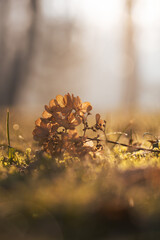 Suche kwiaty hortensji w ciepłym świetle porannego słońca © Elżbieta Kaps