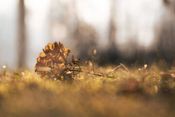 Suche kwiaty hortensji w ciepłym świetle porannego słońca © Elżbieta Kaps