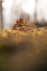 Suche kwiaty hortensji w ciepłym świetle porannego słońca © Elżbieta Kaps