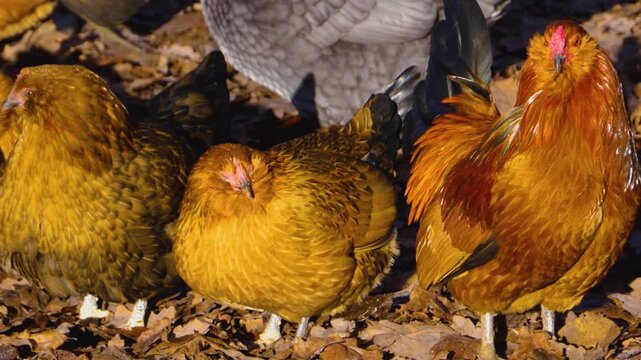 Close up of a bunch of chicken standing around a farm on a sunny autumn day looking around