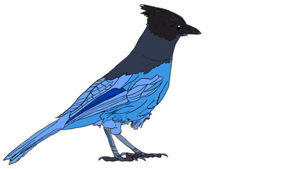 Steller's Jay Illustration with Flat Colors