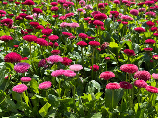 Bellis perennis flowers pomponette daisy  © OLENA LIALINA