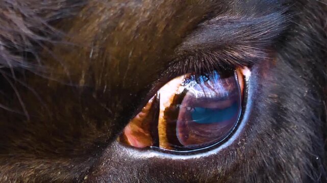 Close up of a european bison head and eye standing around a forest on a cloudy autumn day