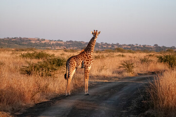 Obraz premium Young Giraffe Standing on Safari Road, Nambiti Game Reserve, South Africa