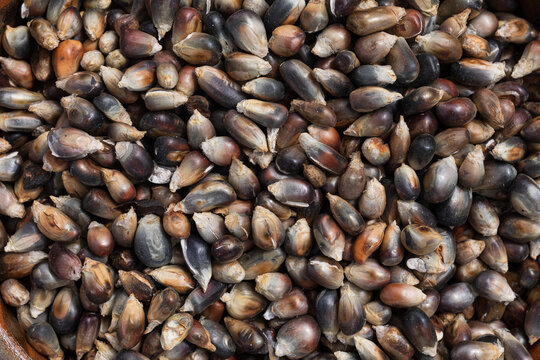 Close-up of toasted black corn
