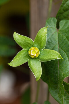 Single striking green flower of a Physalis plant