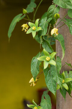 Vibrant green flowers against a bright background