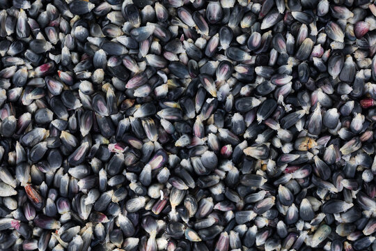 Diverse black heirloom corn seeds arrangement