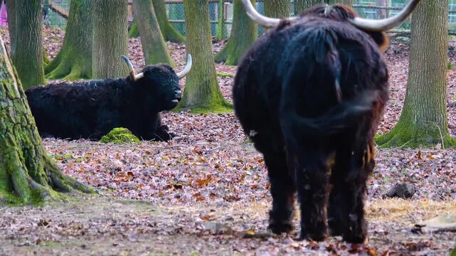 Close up of two Scottish  highland bulls resting in the forest on a cloudy autumn day with rack focus