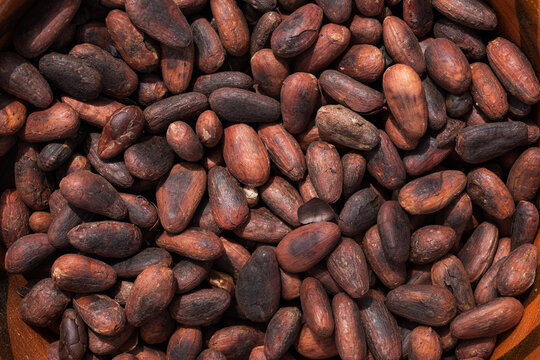 Rich assortment of toasted cacao beans